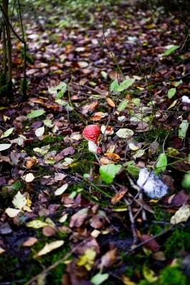 Der rote Wächter des Waldbodens