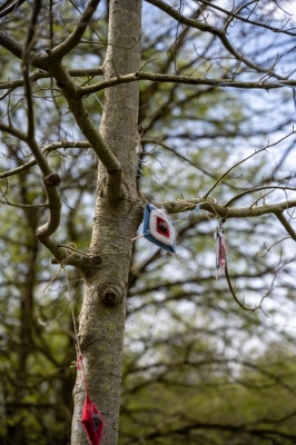 Auge des Waldes